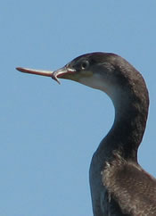 cormoran1