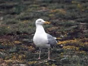 goeland vole